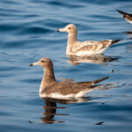 Sooty Gulls (image by John McLoughlin)