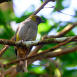 Southern Hylocitrea (image by Andrew Wilson)
