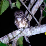 Speckled Boobook (image by Andrew Wilson)