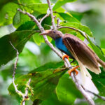Standardwing (image by Andrew Wilson)