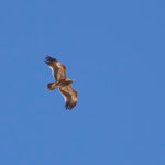 Steppe Eagle (image by Garry Taylor)