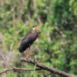 Storm's Stork (image by Yeo Siew Teck)