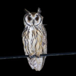 Striped Owl (image by Stavros Christodoulides)