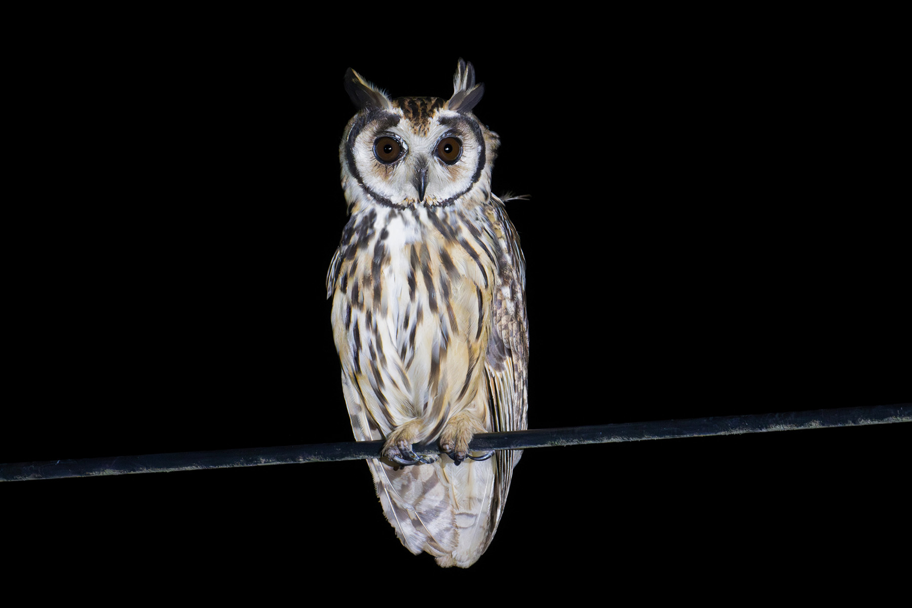 Striped Owl (image by Stavros Christodoulides)