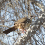 Subdesert Mesite (image by Trevor Ellery)