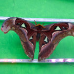 Sulawesi Atlas Moth (image by Craig Robson)
