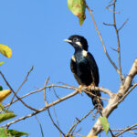 Sulawesi Myna (image by Craig Robson)