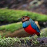 Sulawesi Pitta (image by Craig Robson)