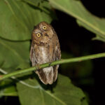 Sulawesi Scops Owl (image by Craig Robson)