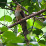 Sulawesi (Sultan's) Cuckoo-Dove (image by Craig Robson)