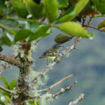 Sulphur-bellied Tyrannulet (image by Leonardo Garrigues)