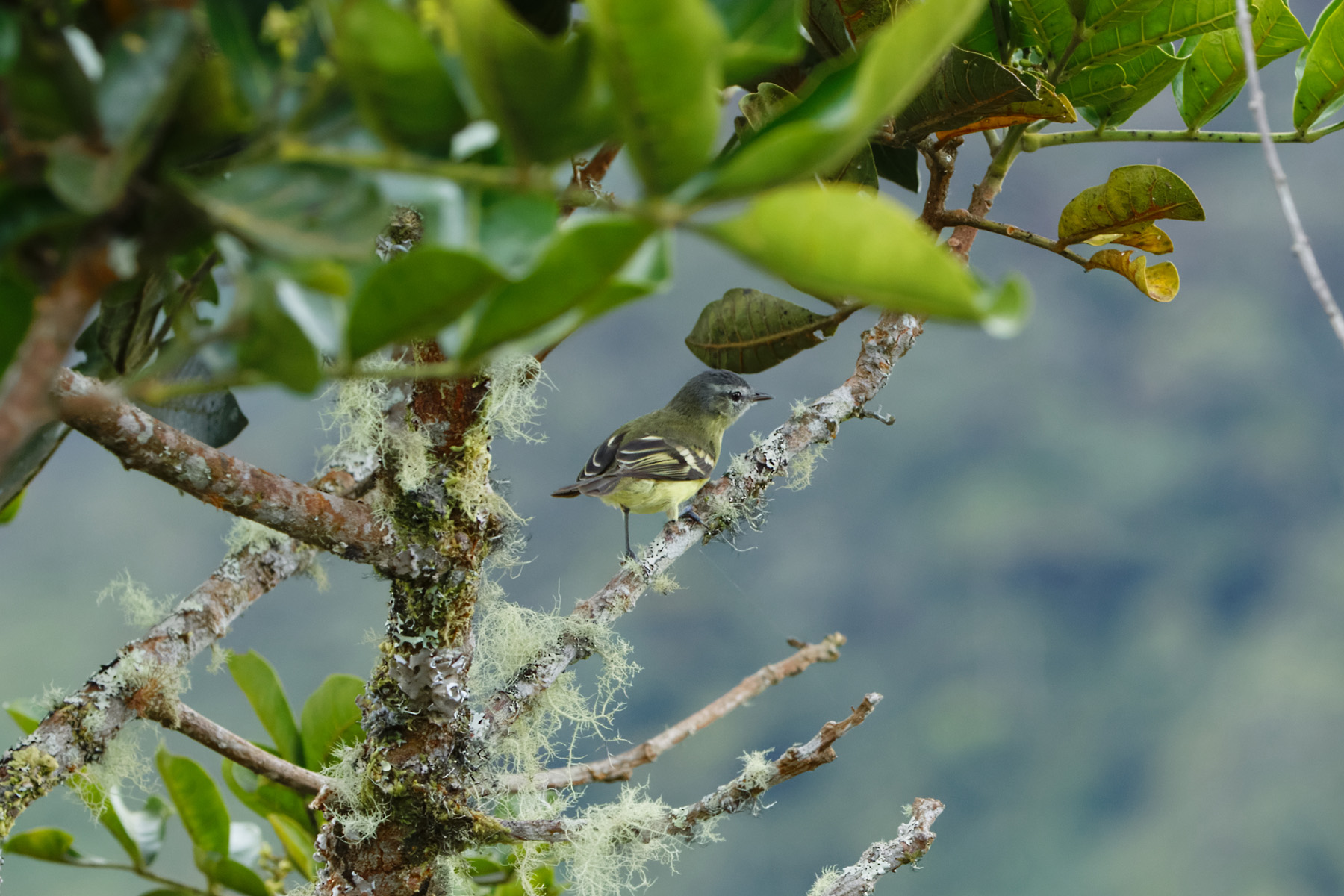 Sulphur-bellied Tyrannulet (image by Leonardo Garrigues)