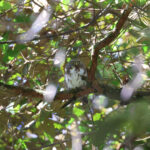 Sunda Owlet (image by Yeo Siew Teck)