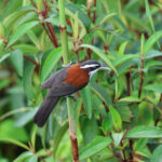 Sunda Scimitar Babbler (image by Yeo Siew Teck)