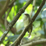 Sunda Honeyguide (image by Wayne Paes)