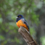 male Surucua Trogon (image by Fito Downs)