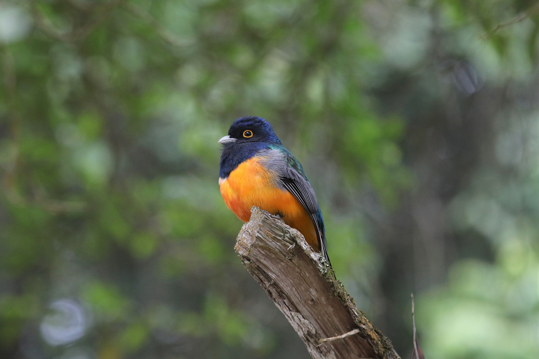 male Surucua Trogon (image by Fito Downs)