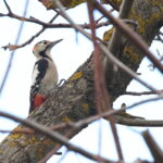 male Syrian Woodpecker (image by János Oláh)