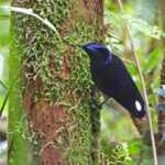 Taveuni Silktail, Taveuni, Fiji (image by János Oláh)