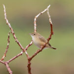 Teke Cisticola (image by Phillip Edwards)