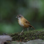 Temminck's Babbler (image by Yeo Siew Teck)