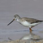 Terek Sandpiper (image by Hannu Jännes)