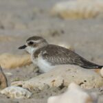 Tibetan Sand Plover (image by Hannu Jännes)