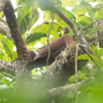 Tongan Ground Dove, Fiji (image by Björn Andersson)