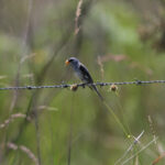 Tropeiro Seedeater (image by Fito Downs)