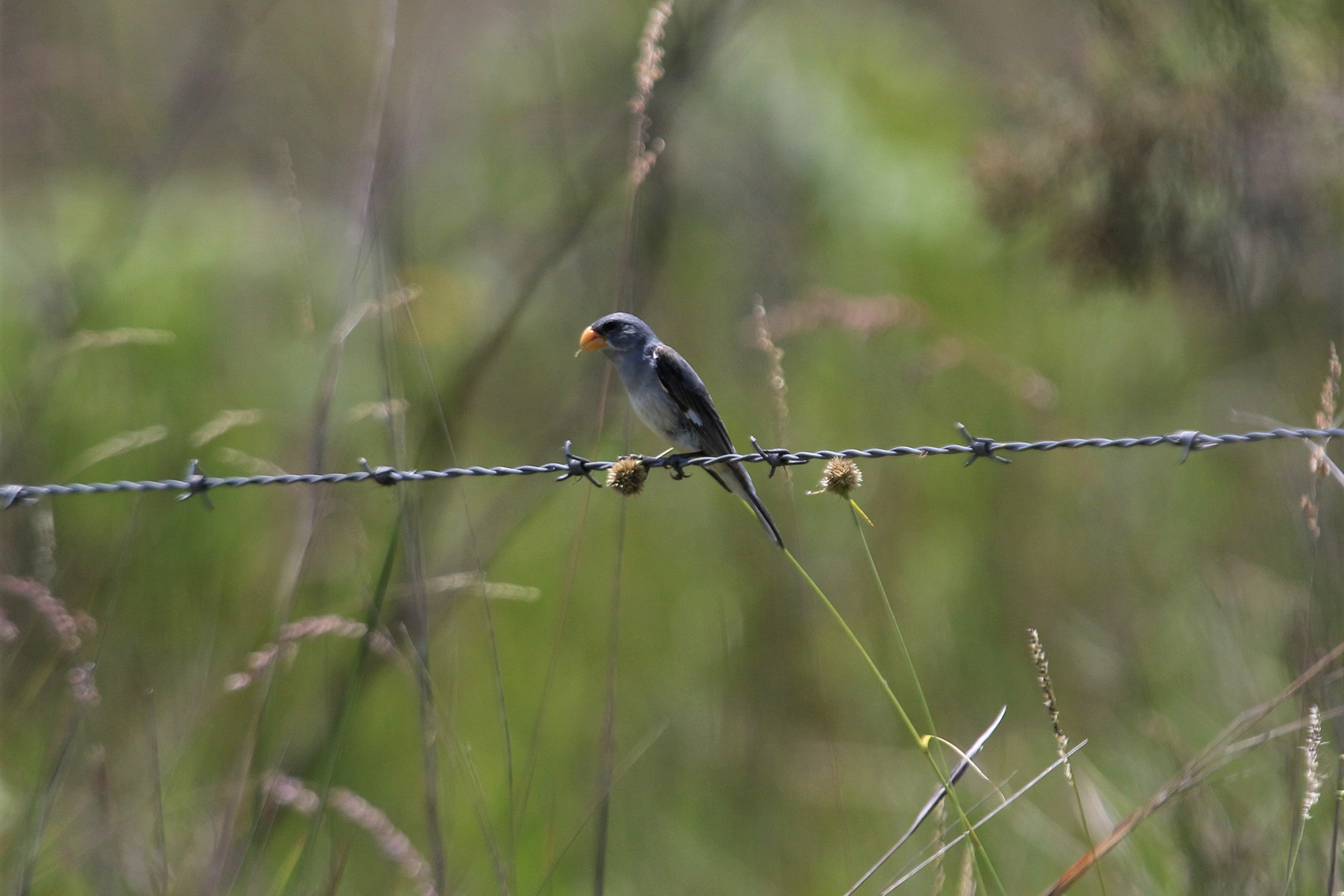 Tropeiro Seedeater (image by Fito Downs)