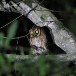 Tropical Screech Owl (image by Fito Downs)