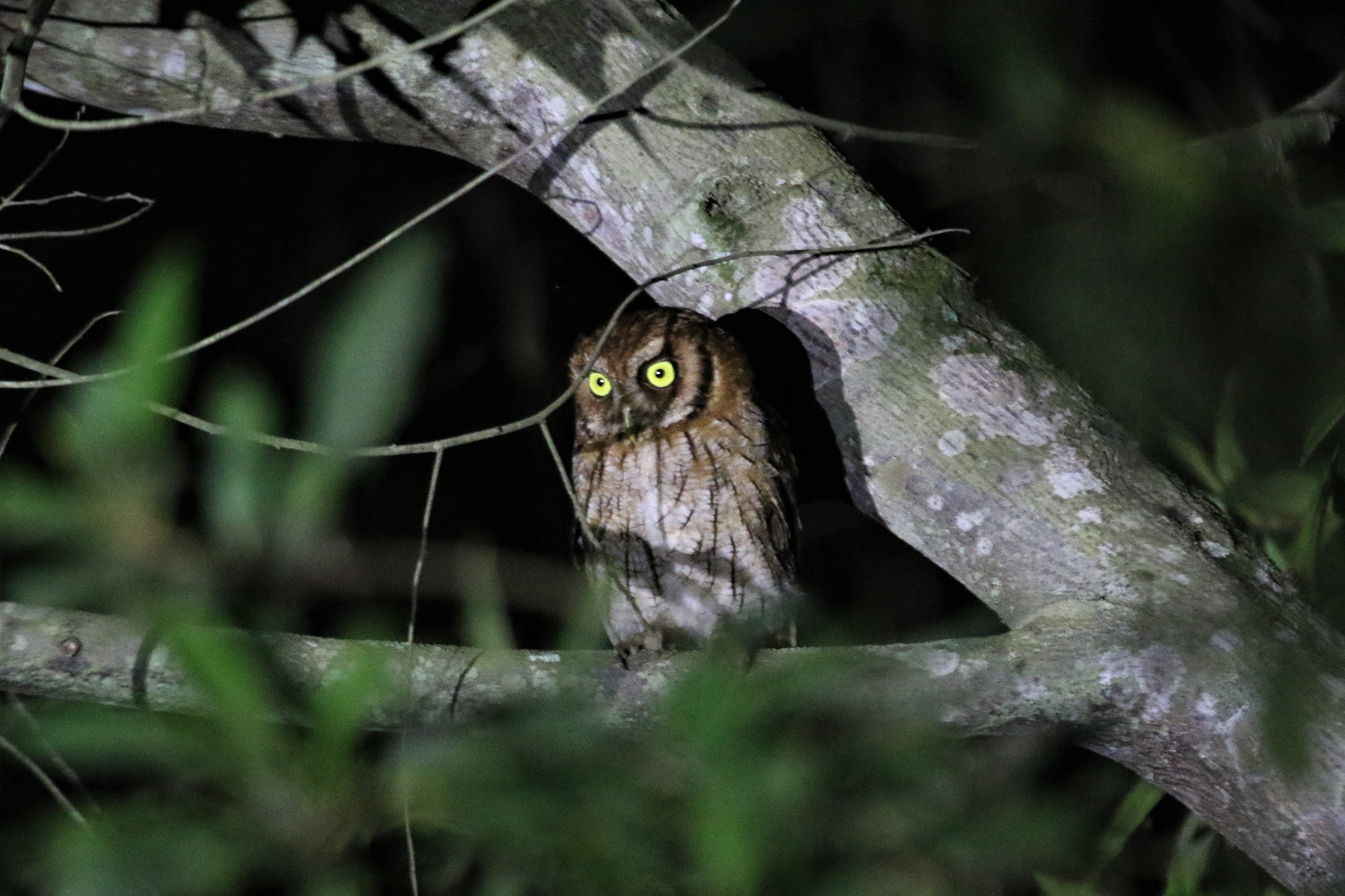 Tropical Screech Owl (image by Fito Downs)