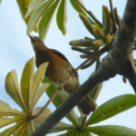 Varzea Thrush (image by Leonardo Garrigues)