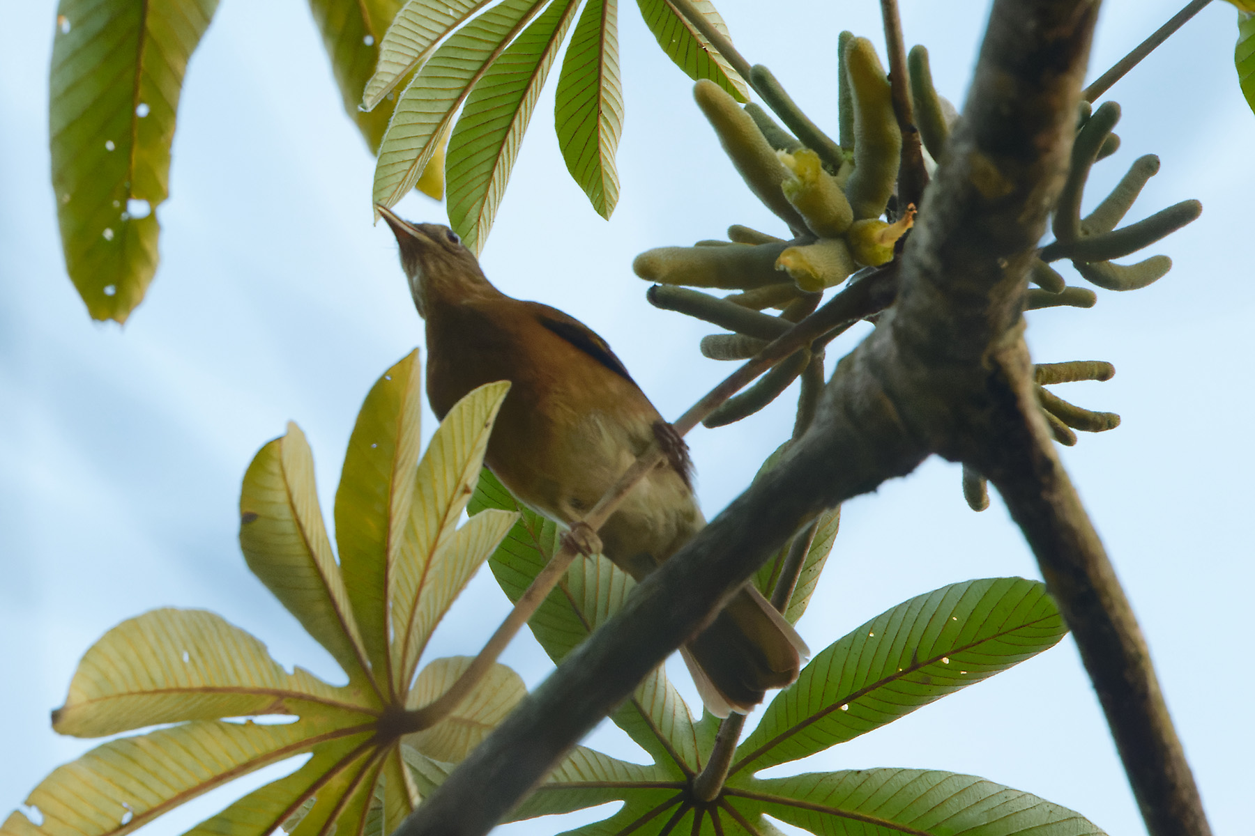 Varzea Thrush (image by Leonardo Garrigues)