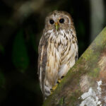 Vermiculated Fishing Owl (image by Carl Winstead)
