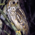 Vermiculated Fishing Owl (image by Mark Van Beirs)