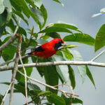 Vermillion Tanager (image by Leonardo Garrigues)