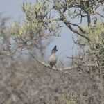 Verreaux's Coua (image by Trevor Ellery)