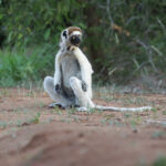 Verreaux's Sifaka (image by Trevor Ellery)