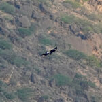 Verreaux's Eagle (image by Garry Taylor)