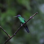 Violet-capped Woodnymph (image by Fito Downs)
