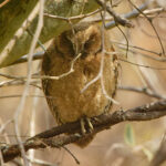 West Peruvian Screech Owl ssp roboratus (image by Leonardo Garrigues)