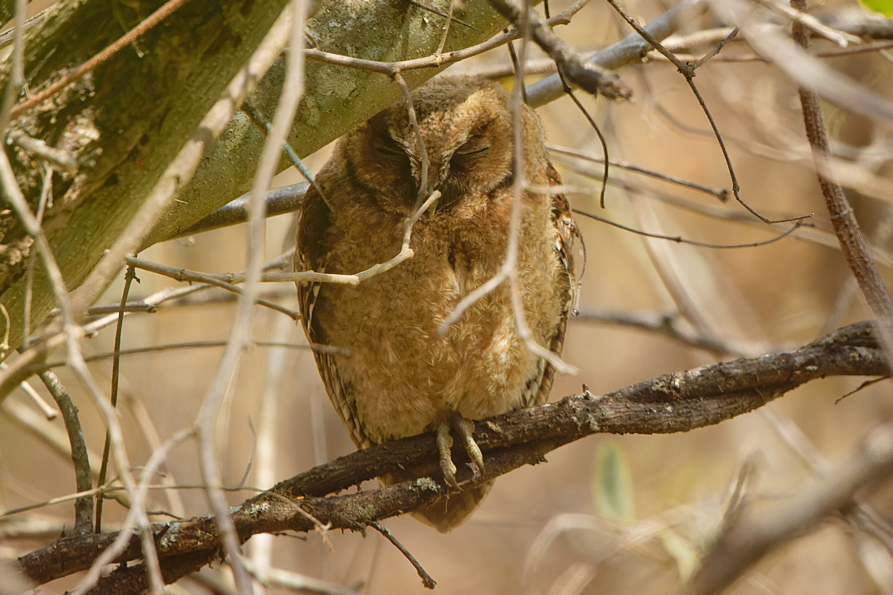 West Peruvian Screech Owl ssp roboratus (image by Leonardo Garrigues)