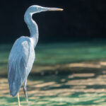 Western Reef Heron (image by John McLoughlin)