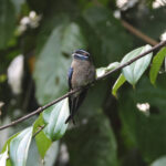 Whiskered Treeswift (image by Yeo Siew Teck)