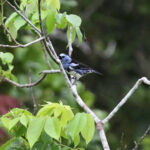 White-bellied Tanager (image by Fito Downs)