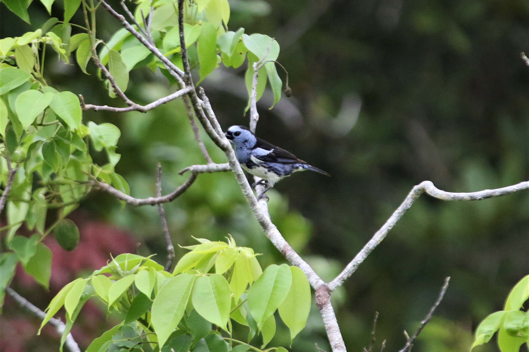 White-bellied Tanager (image by Fito Downs)