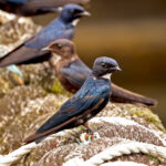 White-bibbed Swallows (image by Phillip Edwards)