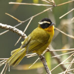 White-browed Hemispingus (image by Leonardo Garrigues)