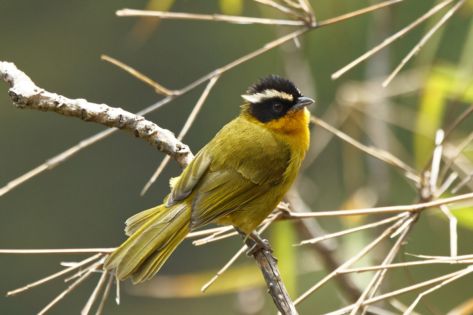 White-browed Hemispingus (image by Leonardo Garrigues)